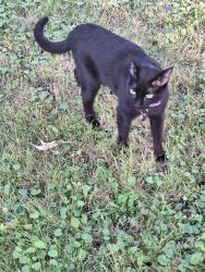 Lost Female Cat last seen Broadway and Front St S, Buffalo, ND 58011