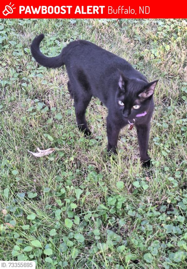 Lost Female Cat last seen Broadway and Front St S, Buffalo, ND 58011