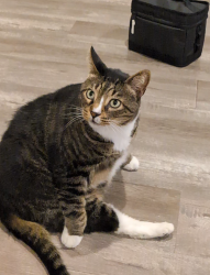 Lost Male Cat last seen Snead drive, Lafayatte st, Santa Clara, CA 95054