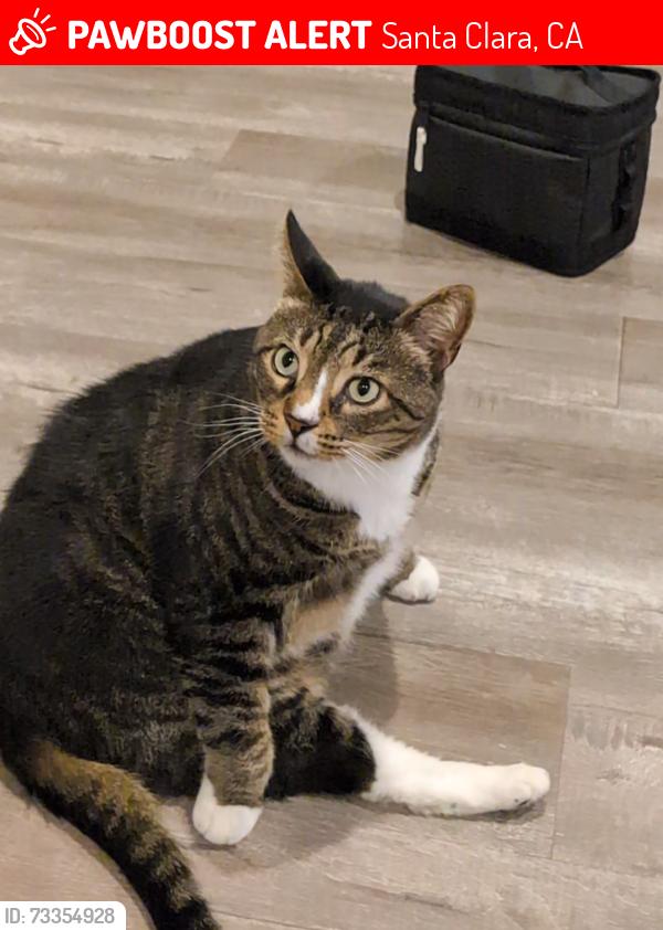 Lost Male Cat last seen Snead drive, Lafayatte st, Santa Clara, CA 95054