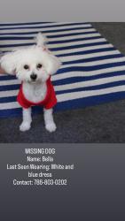 Lost Female Dog last seen Near Hialeah Fl 33014 (6975 W 7th Ave ), Hialeah, FL 33014