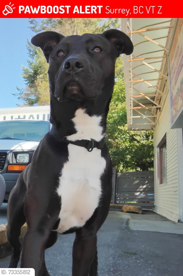 Lost Male Dog last seen Near 133, Surrey, BC V3T 3Z3