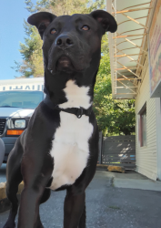 Lost Male Dog last seen Near 133, Surrey, BC V3T 3Z3