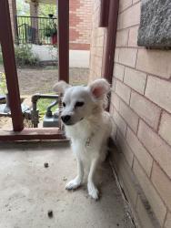 Reunited Male Dog last seen 33rd and Elizabeth, Denver, CO 80205