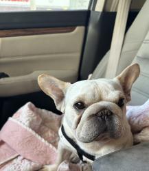 Found/Stray Female Dog last seen Chuckwagon rd, Palmdale, CA 93550
