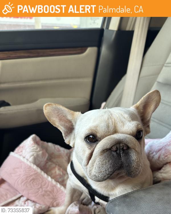 Found/Stray Female Dog last seen Chuckwagon rd, Palmdale, CA 93550