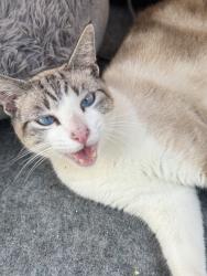 Reunited Female Cat last seen Near Newman Ave #A, Huntington Beach, CA 92647