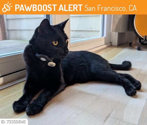 Found/Stray Unknown Cat last seen 24th and Church, San Francisco, CA 94114