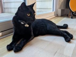 Found/Stray Unknown Cat last seen 24th and Church, San Francisco, CA 94114