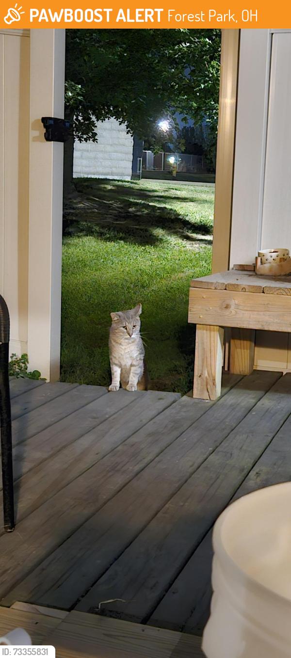 Found/Stray Unknown Cat last seen Northland Blvd/Hanover Rd/Waycross - Forest Park, Forest Park, OH 45240