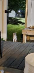 Found/Stray Unknown Cat last seen Northland Blvd/Hanover Rd/Waycross - Forest Park, Forest Park, OH 45240