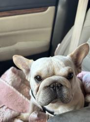 Found/Stray Female Dog last seen Chuckwagon Road, Palmdale, CA 93550