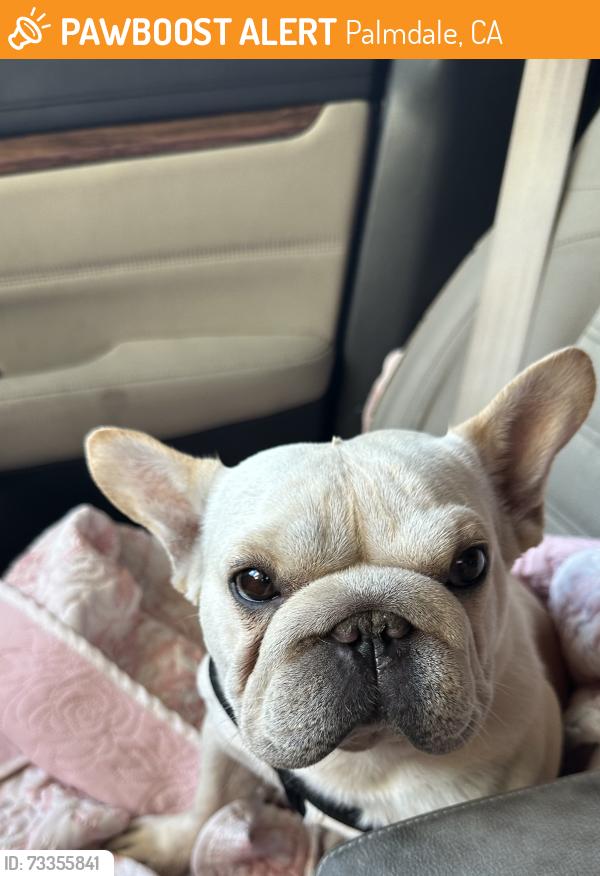 Found/Stray Female Dog last seen Chuckwagon Road, Palmdale, CA 93550
