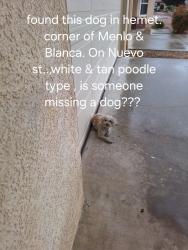 Found/Stray Unknown Dog last seen Menlo, and Blanca on Nuevo st., Hemet, CA 92545