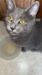 Reunited Male Cat last seen Dollar general market, Kingsport, TN 37665