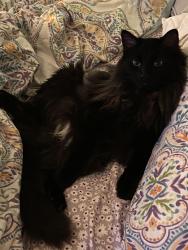 Reunited Male Cat last seen Saint Charles Rd and Taft Ave, Berkeley, IL 60163