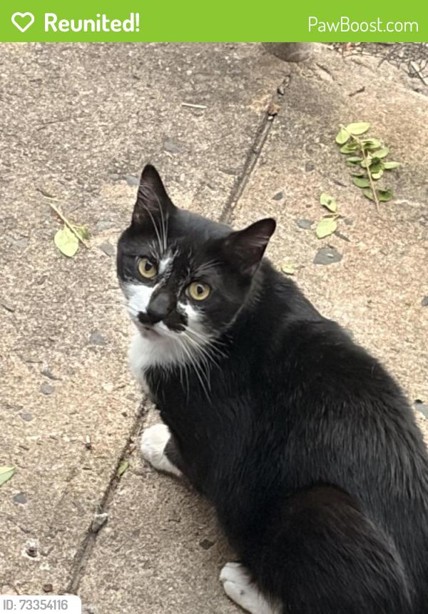 Reunited Male Cat last seen Hancock, Jersey City, NJ 07307