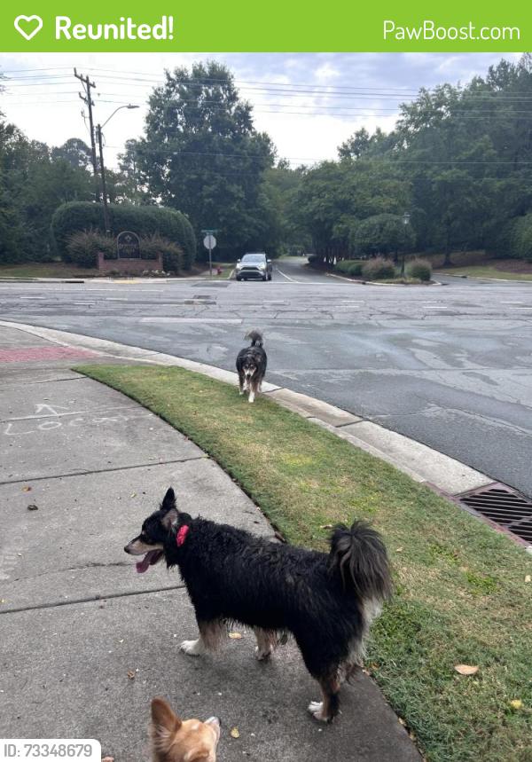 Reunited Unknown Dog last seen Downing Creek Parkway and Barbee Chapel Road, Durham, NC 27517