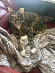 Lost Female Cat last seen Addison Drive and Richard Avenue, Grove City, OH 43123