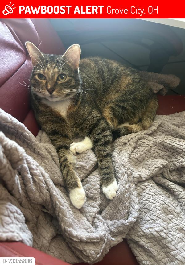 Lost Female Cat last seen Addison Drive and Richard Avenue, Grove City, OH 43123