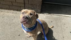 Shelter Stray Male Dog last seen Lexington Avenue & 110th Street, NEW YORK, NY, 10029, 326 E 110th St, New York, NY 10029, USA