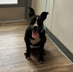 Shelter Stray Female Dog last seen Near Streamview Drive, San Diego, CA, 92105, 5500 Gaines St, San Diego, CA 92110, USA