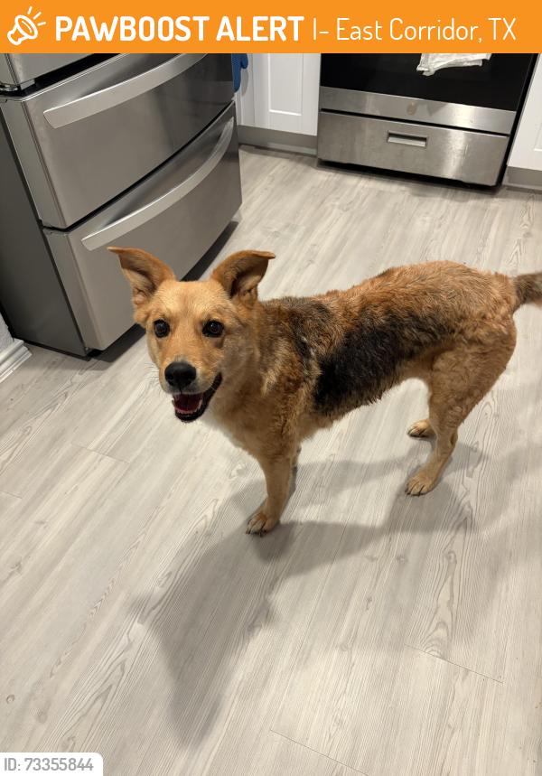 Found/Stray Female Dog last seen Sage Meadows Neighborhood 1518 and I-10, I-10 East Corridor, TX 78109