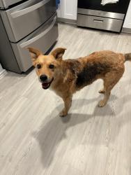 Found/Stray Female Dog last seen Sage Meadows Neighborhood 1518 and I-10, I-10 East Corridor, TX 78109
