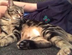 Lost Male Cat last seen 33rd and Swallow, McAllen, TX 78504