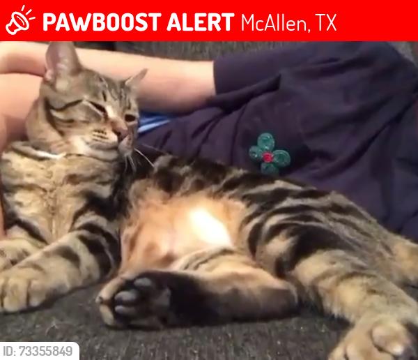 Lost Male Cat last seen 33rd and Swallow, McAllen, TX 78504