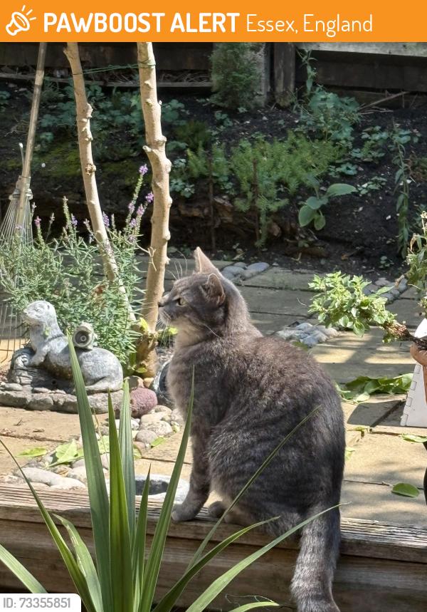 Found/Stray Male Cat last seen Harlow Brockles Mead, Essex, England 