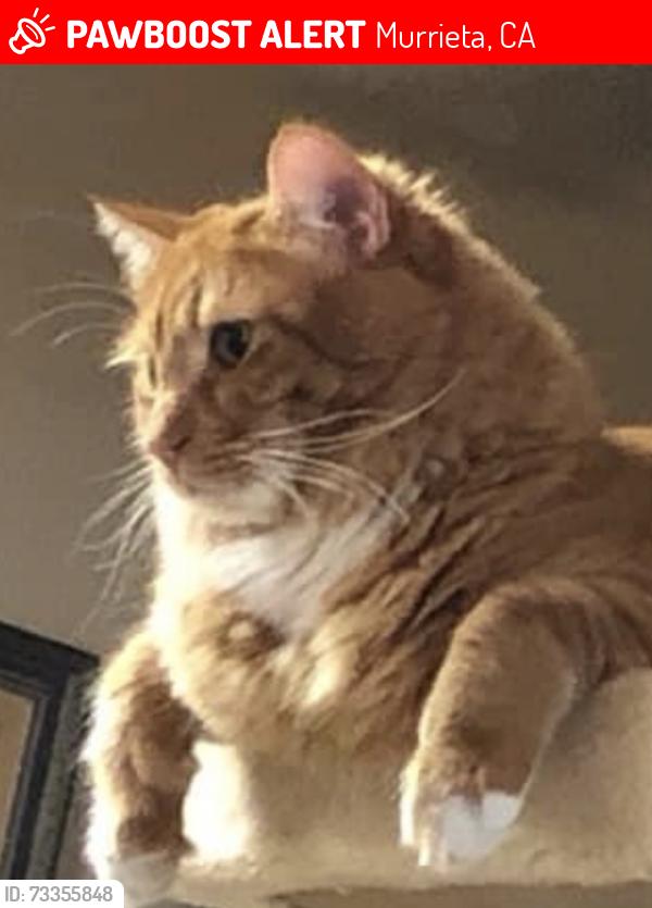 Lost Male Cat last seen Vista Murrieta, Los Alsmos, Murrieta, CA 92562
