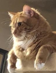Lost Male Cat last seen Vista Murrieta, Los Alsmos, Murrieta, CA 92562