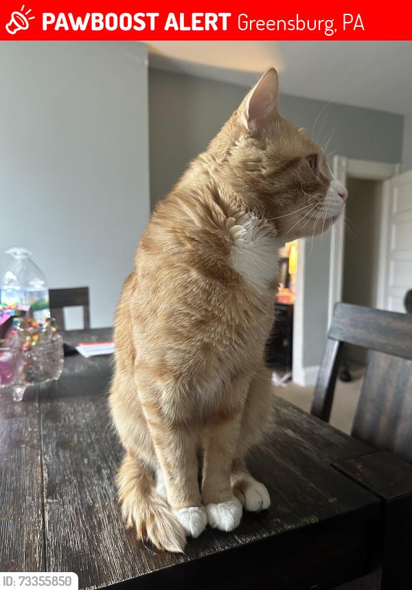 Lost Male Cat last seen Westmoreland Ave and George street by the police barracks in Greensburg pa, Greensburg, PA 15601