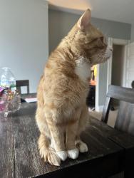 Lost Male Cat last seen Westmoreland Ave and George street by the police barracks in Greensburg pa, Greensburg, PA 15601