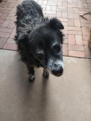 Reunited Unknown Dog last seen Euclid & 16 St, Phoenix, AZ 85042