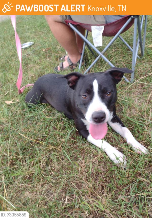 Found/Stray Female Dog last seen Cecil and cherry, Knoxville, TN 37917