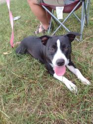 Found/Stray Female Dog last seen Cecil and cherry, Knoxville, TN 37917
