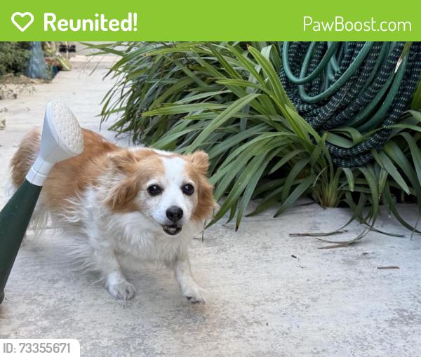Reunited Unknown Dog last seen Crimson Ridge Park, Roseville, CA 95747