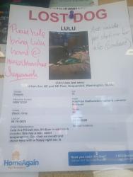 Lost Female Dog last seen Urban ave NE and NE Pear, Suquamish, WA 98392