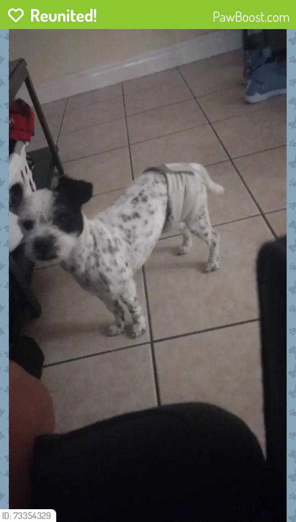 Reunited Male Dog last seen HEB, Laredo, TX 78043