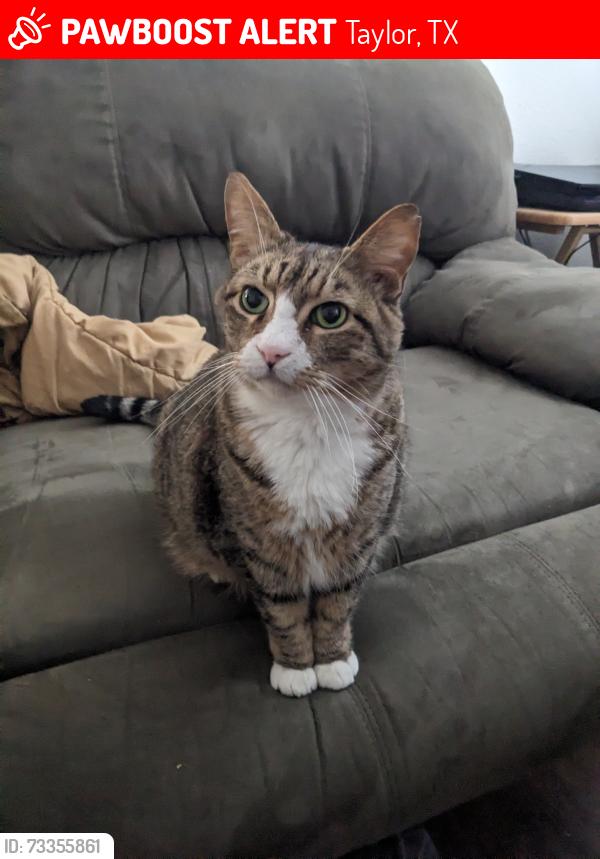 Lost Male Cat last seen Tyler Lane & Mallard, Taylor, TX 76574
