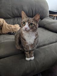 Lost Male Cat last seen Tyler Lane & Mallard, Taylor, TX 76574