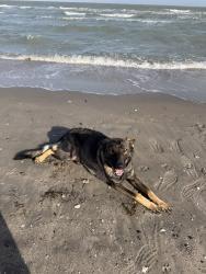 Lost Female Dog last seen by the pool in cage she was drying, Midland, TX 79701