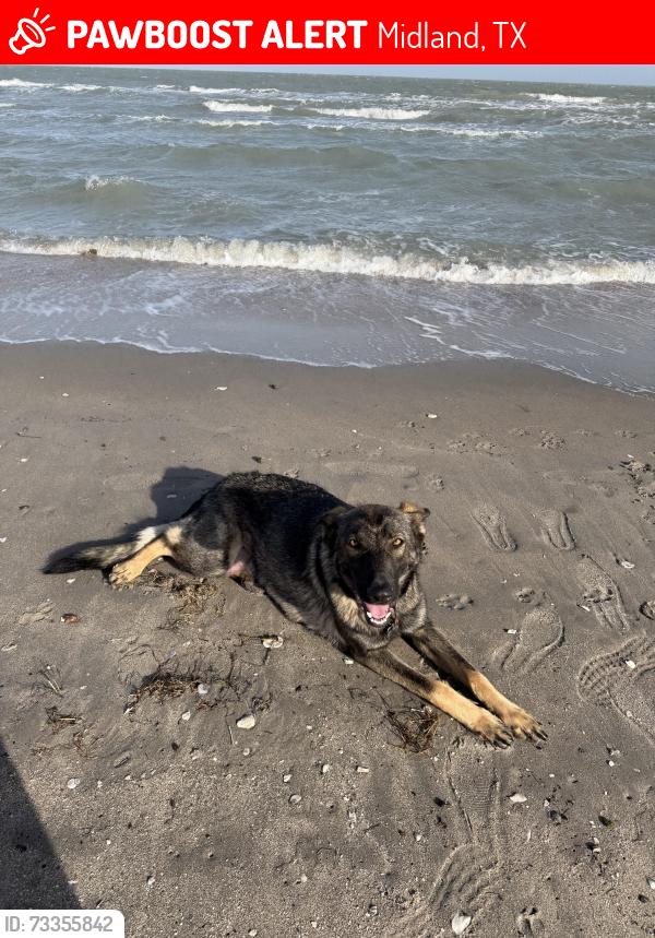 Lost Female Dog last seen by the pool in cage she was drying, Midland, TX 79701