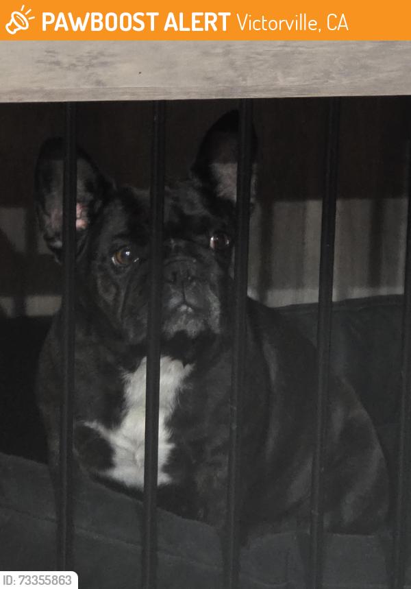 Found/Stray Female Dog last seen Seneca & Johnathan, Victorville, CA 92394