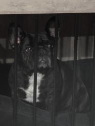 Found/Stray Female Dog last seen Seneca & Johnathan, Victorville, CA 92394