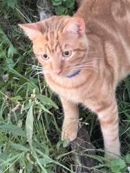 Found/Stray Unknown Cat last seen Cordova Ave & Little street coming down the bus route, Akron, OH 44320