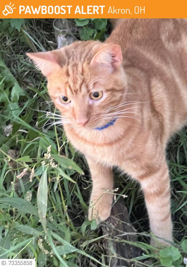 Found/Stray Unknown Cat last seen Cordova Ave & Little street coming down the bus route, Akron, OH 44320