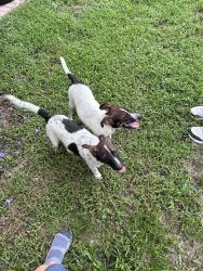 Found/Stray Male Dog last seen Norma Butler Bossard Elementary, Miami, FL 33196